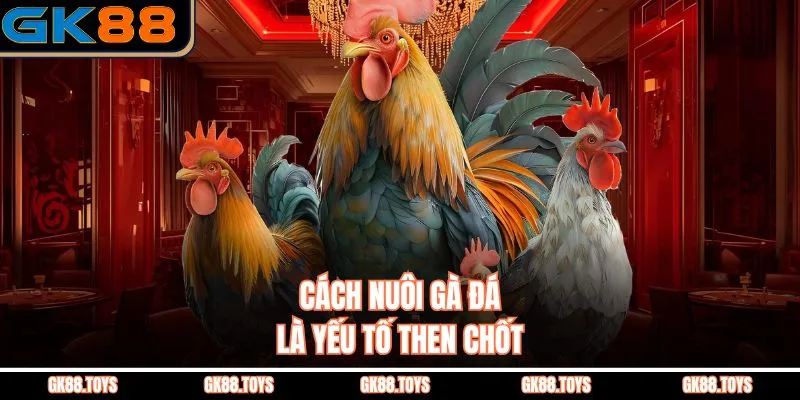 Cách Nuôi Gà Đá là yếu tố then chốt