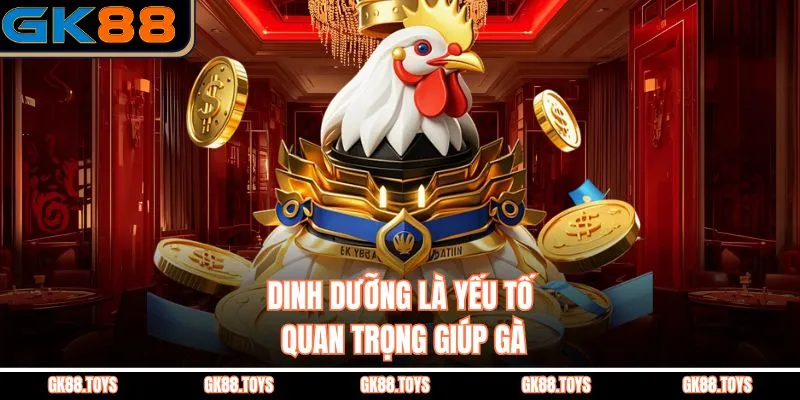 Dinh dưỡng là yếu tố quan trọng giúp gà